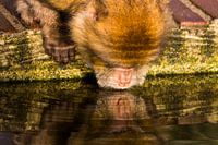 Trinkendes Berberäffchen