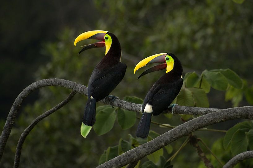 Toucans par Ton Wever