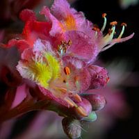 Blühende Rosskastanie