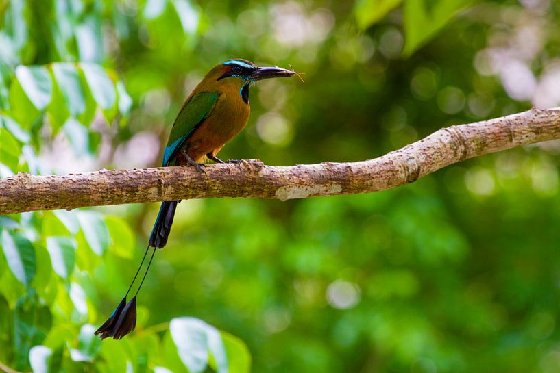 Motmot par Jeroen Meeuwsen