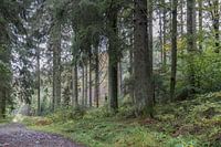 Wald entlang des Flusses Hoëgne (Ardennen)