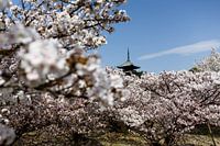 Kyoto, Japan - During the blossom period