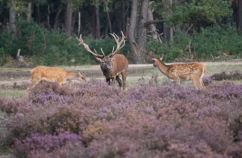 Au choix ! par Eddy Kievit