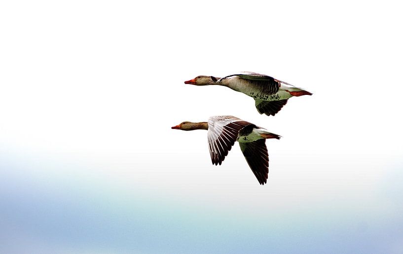 Gänse im Flug. von Roy IJpelaar