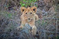 Lion | Afrique du Sud | Parc Kruger