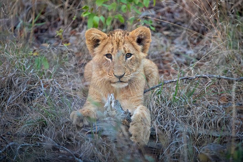 Lion | South Africa | Kruger Park by Claudia van Kuijk
