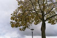Nature morte avec arbre et lanterne / Stillleben mit Baum und Laterne