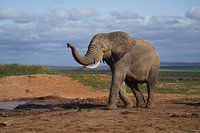Elefant im Addo-Elefantenpark, Südafrika
