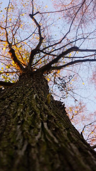 Details zum Baum. von fotograaf chaimaa