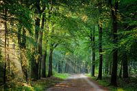 Waldallee mit Sonne durch den Wald auf dem Utrechter Hügelkamm