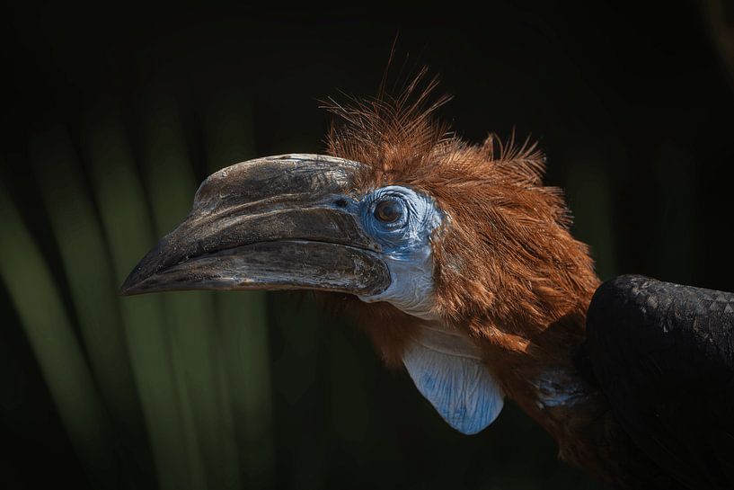 Ein Blick auf den Schwarzhelm-Hornvogel von Triki Photography
