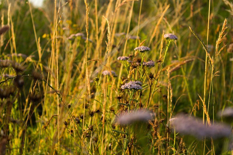Gras en bloemen in de ochtendzon by Michel Vedder Photography