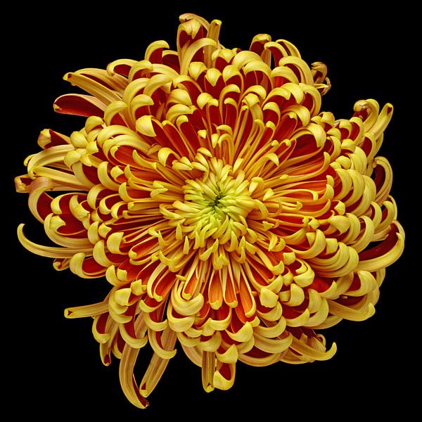 Chrysanthemum by Paul Heijmink