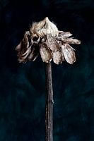 Nature Morte - Tournesol