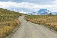 Crossing guanaco llama