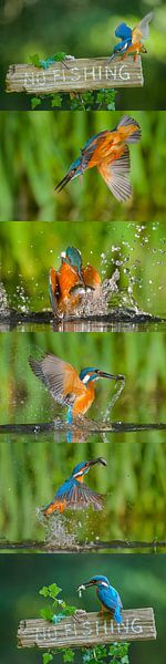 Eisvogel von Eisvogel.land - Corné van Oosterhout