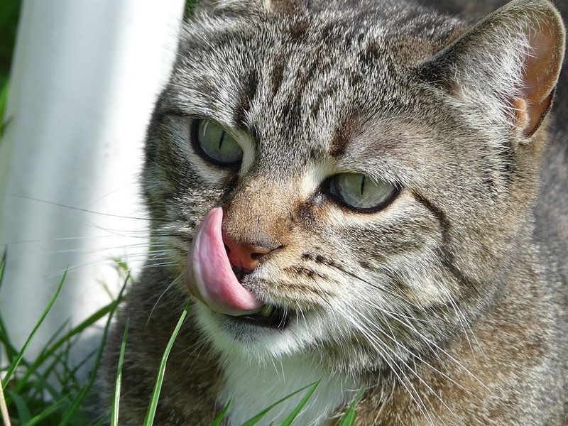 Close-up par Cassandra Benedick