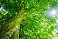 Sun shining through the leaves of a beech tree