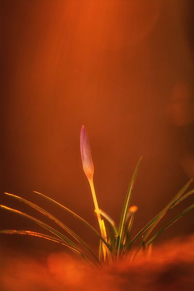 Krokus von Alena Holtz