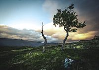 Des arbres à mourir
