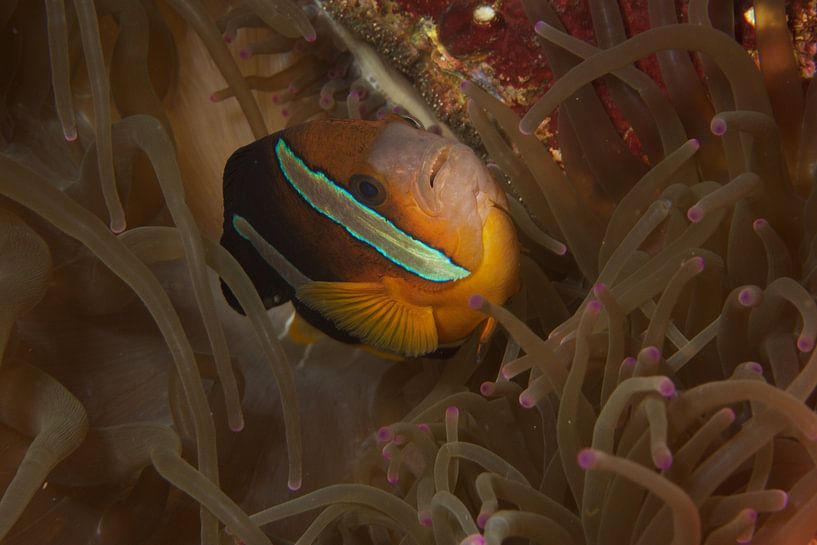 Anemoonvis in de aanval par M&M Roding