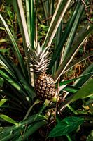 Amazonische Ananas