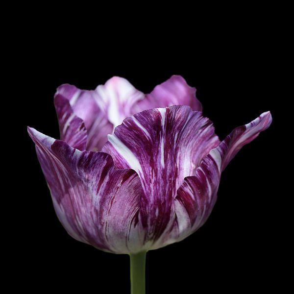 Rembrandt-Tulpe von Barbara Brolsma