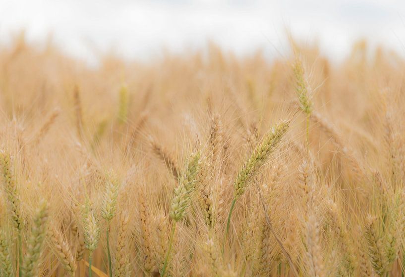 Körner, die sich sanft in der Natur bewegen von Ans Bastiaanssen
