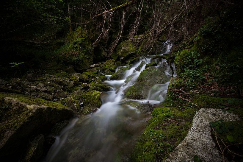 Mysteriöser Wald von Wim Slootweg