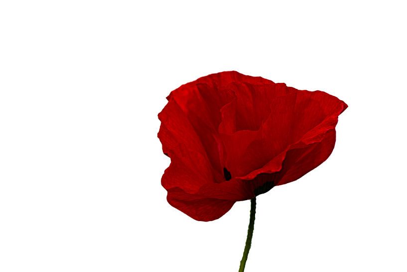 Simplement rouge par Judith Veenstra