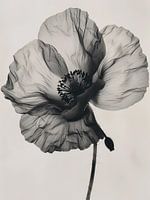 Schwarzer weißer Klatschmohn