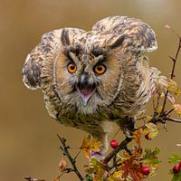 Long-eared owl
