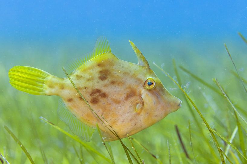 Lentille brune femelle sur un champ d'herbes marines. par Arthur de Bruin