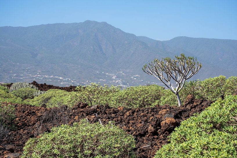 Wolfsmilch in Malpaís de Güímar auf Teneriffa von Karin de Jonge