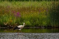Ooievaar in rivier de Mark, Breda