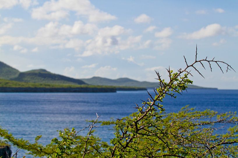 Curaçao West Point von rene marcel originals