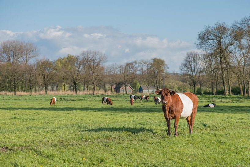 Kudde lakenvelders koeien by Elles Rijsdijk