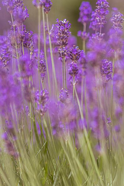 The pure beauty of lavender by Robby's fotografie