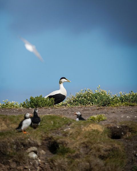 Eidereend aan de Engelse kust van Tom Zwerver