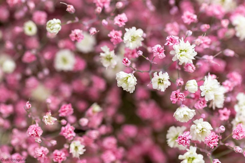 Département du terrain par Dimitri van den Berg