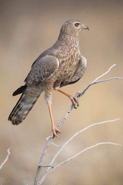 Oiseaux de proie à l'affût par De wereld door de ogen van Hictures