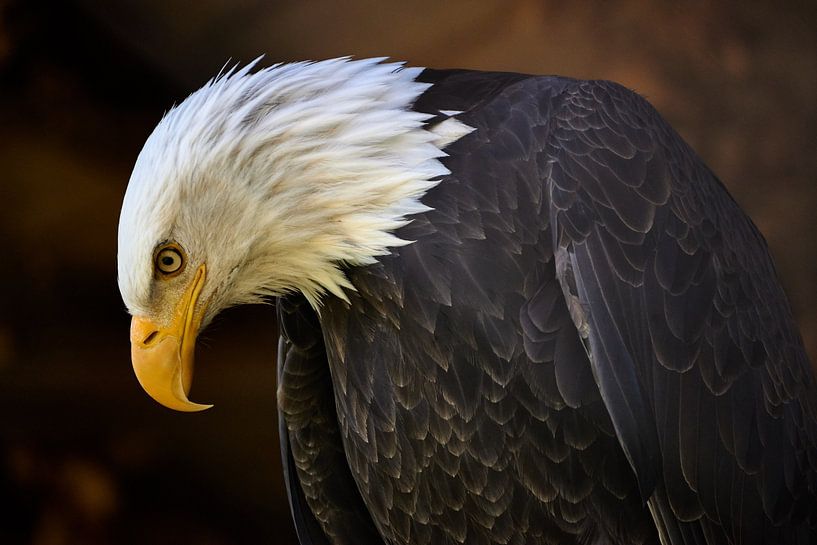 Weißkopfseeadler von Thomas Marx