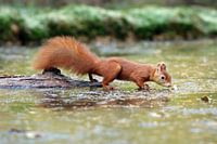 Rode Eekhoorn op het ijs