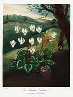 Le cyclamen de Perse, tiré de The Temple of Flora (1807) de Robert John Thornton.