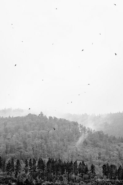 Bos in de mist met vogels in de Harz in zwart wit van Angeline Dobber