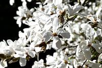 Magnola's Closed Up 1