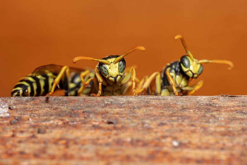 Feldwespen von Uwe Ulrich Grün