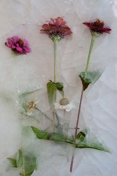 Bevroren Zomer III von Guido Van den Troost