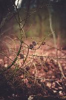 Natur Wald in Flandern