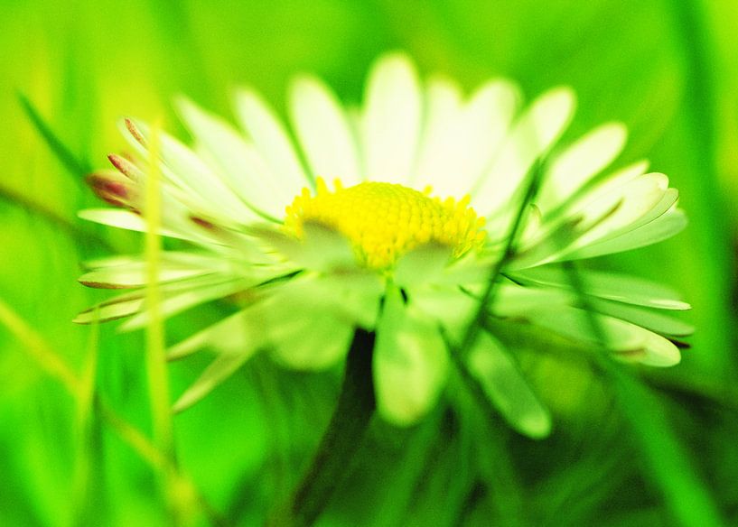 Belies by Falko Follert